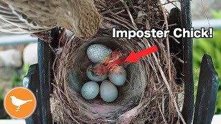 Finch Nest Parasitized by Cowbird [upl. by Gilus]