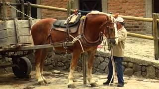 How to Breed Draft Horses  Percheron  Blegium Horse TvAgro by Juan Gonzalo Angel [upl. by Siver764]