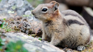 GoldenMantled Ground Squirrel Feeding [upl. by Alanna]