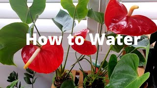 Anthurium Plant Care Part 1 How Much Sun and How to Water Video Demo [upl. by Wulf]