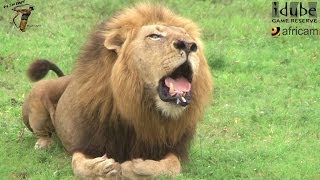 Powerful African Lion Roaring [upl. by Burhans]