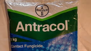 BAYER Antracol  Propineb 70WP [upl. by Kciregor726]