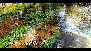 Fly fishing on River Wandle  London UK [upl. by Ahsiloc]