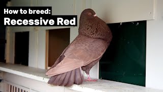 How to breed Recessive Red Pigeons [upl. by Colston]