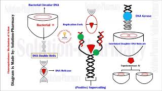 Fluoroquinolones  Mechanism of Action  Fluoroquinolone  Chemotherapy  DNA Gyrase Inhibitors [upl. by Marella409]