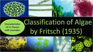 Classification of Algae by Fritsch  11 classes with characteristics and examples [upl. by Llehsal]