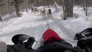 Watch Siberian Huskies in Sled Dog Racing [upl. by Ahsirt318]