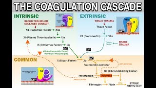 HEMOSTASISCOAGULATION CASCADE  IntrinsicExtrinsicCommon Pathways Amplification and Propagation [upl. by Gershon]