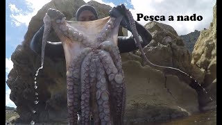 Pesca Submarina Pulpos gigantes 15 kilos 21 [upl. by Amehsat]