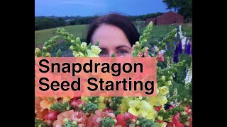 Seed Starting Snapdragons The Ultimate Guide To Growing Thriving Blooms  PepperHarrowFarmcom [upl. by Amapuna]