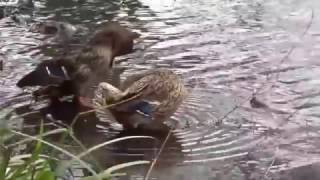 Ducks and geese on the lake [upl. by Seline887]