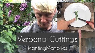 Verbena Cuttings [upl. by Harp]