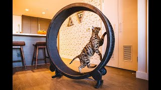 Exercise Wheel For Cats  FUNNY CATS COMPILATION [upl. by Ploch21]