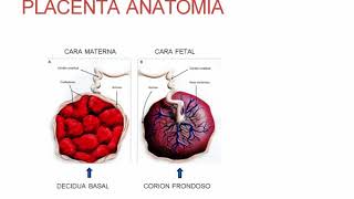 Morfología y Fisiología Placentaria  Obstetricia  Clase 13 [upl. by Annatsirhc]