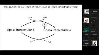 Metabolismo Intermediario  37  Parte 2  Lipolisis [upl. by Wilhelmine608]