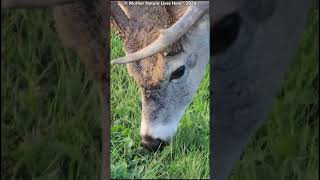 Tiney the whitetailed buck grazing 2 [upl. by Towbin528]