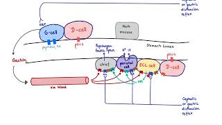 Brandls Basics Regulation of gastric acid secretion [upl. by Atiram]