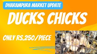 Dharampura Birds Market Update [upl. by Guss]