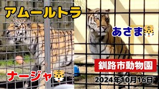 【釧路市動物園】アムールトラ🐯ナージャ♀とあさま♂ [upl. by Aiduan344]