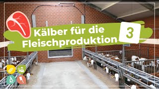 Beim Landwirt im Stall Pt 3  männliche Kälber für die Fleischproduktion [upl. by Arinaid347]