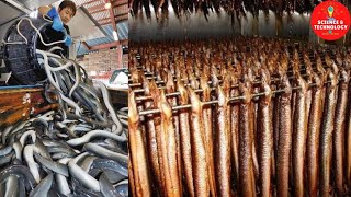 Amazing Eel Farming in Taiwan China and Japan Process of Eel Aquaculture Farming Eels Harvesting [upl. by Aserahs]