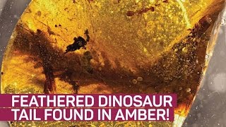 Feathered dinosaur tail found preserved in amber [upl. by Dust]