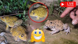 frogs funny Catch frogs for fun  catch froggy make you laugh [upl. by Ardnasal]