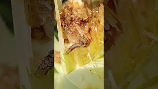 Spodoptera frugipeda hama opt jagung [upl. by Kennan]