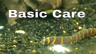 Kuhli Loach Care [upl. by Sivraj]