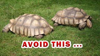 The ULTIMATE SULCATA spurred Tortoise food list amp diet [upl. by Eikciv581]