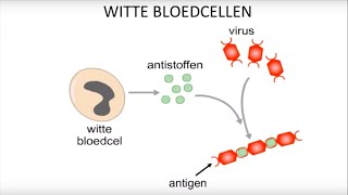 Virussen bacteriën witte bloedcellen en inentingen [upl. by Tiana388]