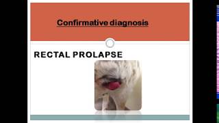 Rectal Prolapse In Puppy [upl. by Zehe491]