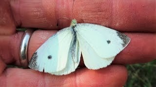 Enemy In The Garden  CABBAGE MOTHS [upl. by Alwyn396]