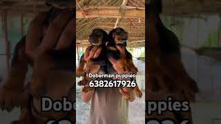 Doberman puppies coimbatore tirupur erode kangayam Pollachi udumalpet vellakoil Palani dharapuram [upl. by Samuela861]