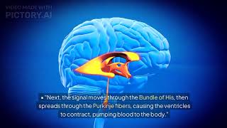 Understanding the Hearts Electrical Conduction System [upl. by Emelina695]