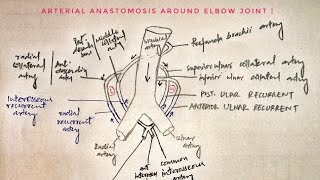 Arterial anastomosis around elbow joint 🔥🔥🔥 med tutorials [upl. by Hinckley]