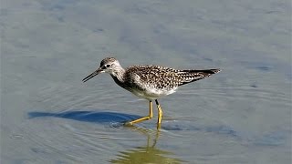 Greater Yellowlegs Feeding  Delta British Columbia [upl. by Bobbie]