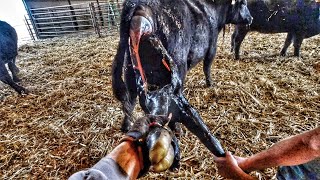 WILD day of Calving Cows [upl. by Naget]