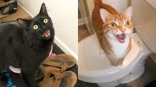 7 Sounds Cats Make and What They Mean [upl. by Swanson]