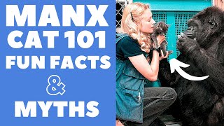 Manx Cats 101  Fun Facts amp Myths [upl. by Arvad855]