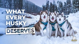 Huskies First Snow Of The Season  Husky Squad [upl. by Bromleigh]