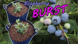 How to Grow Blueberries in Containers [upl. by Neleag]