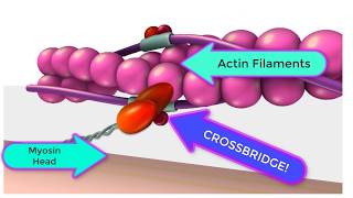 LengthTension Relationship of Skeletal Muscle Contraction [upl. by Bowyer]