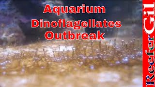 How To Treat DinoflagellatesSaltwater Aquarium [upl. by Htebizile]