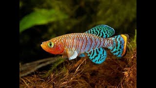 14 Most Colorful Freshwater fish [upl. by Nnylakcaj]