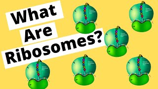 Ribosomes make Protein [upl. by Bautista]