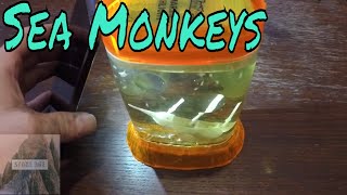 Growing Sea Monkeys and they got big Live Brine Shrimp [upl. by Lanza535]