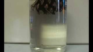 Pinecone In Water Closing Experiment  Time Lapse [upl. by Hermie]