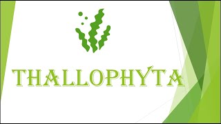 Thallophyta [upl. by Cromwell]