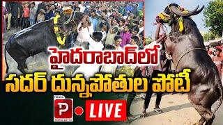 Live సదర్ దున్నపోతుల పోటీ  Old City Sadar  Bull Lifting  Sadar Festival in Hyderabad Popular TV [upl. by Berrie]